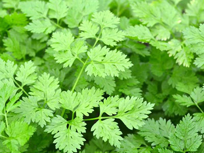 Chervil