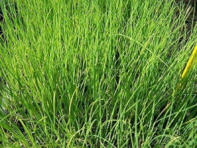 Chives
