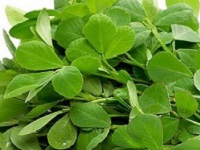 Fenugreek