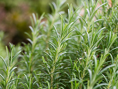 Rosemary