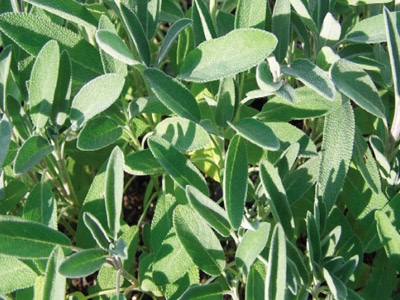 Sage